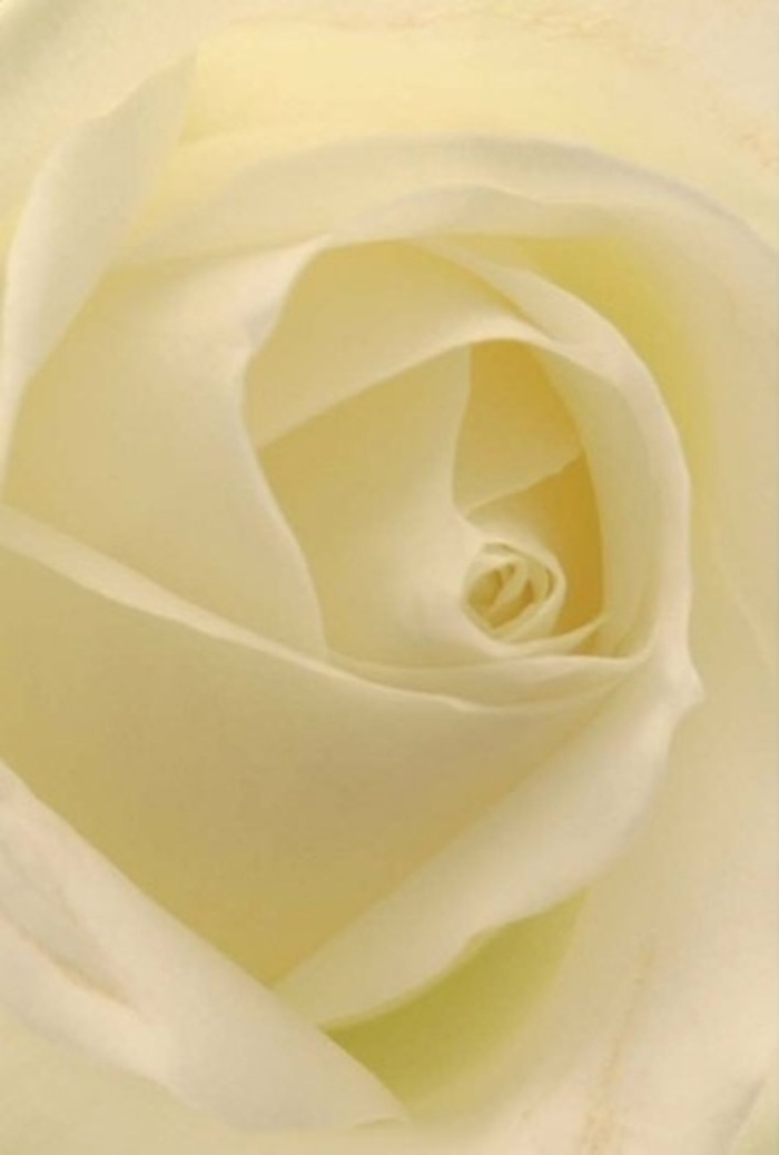A close-up of a timeless white rose, artfully arranged and captured in the natural daylight typical of Sipson's quiet lanes, offers a captivating interplay of softness and gentle layering. Each petal subtly transitions from pure white at the tips to creamy hues near the centre, creating a serene, luminous effect that seems to glow from within. The composition exudes tranquility and sophistication, qualities cherished for everything from romantic gestures to heartfelt apologies or as a refined centrepiece at a wedding in Sipson's village halls. The finely spiraled heart of the bloom conveys purity and resilience, with delicate colour shifts and soft shadows lending a nuanced, effortless elegance. The skilled hands behind this arrangement - much like those at Flowers Sipson - ensure each petal sits flawlessly, their barely-there translucence enhancing the rose's ethereal beauty. Though the image is silent, one can almost sense a fresh, clean fragrance - a calm, reassuring presence suitable for any heartfelt moment. Whether displayed in a local home or delivered across Sipson and neighbouring areas, this white rose endures as a classic emblem of grace and sincerity.